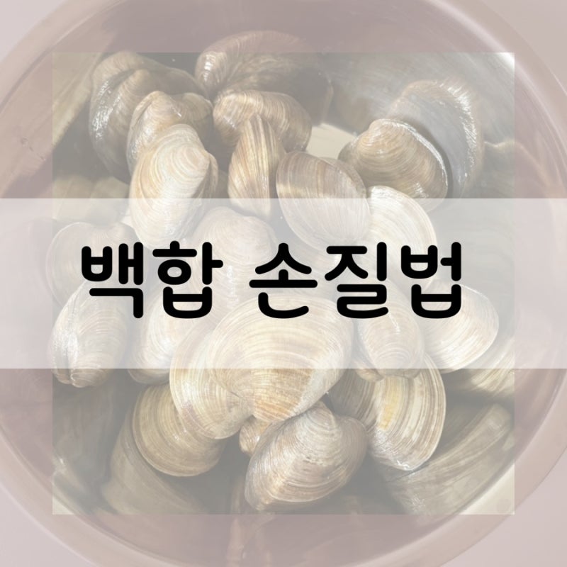 백합 손질법 총정리! 해감 방법 및 보관법.
