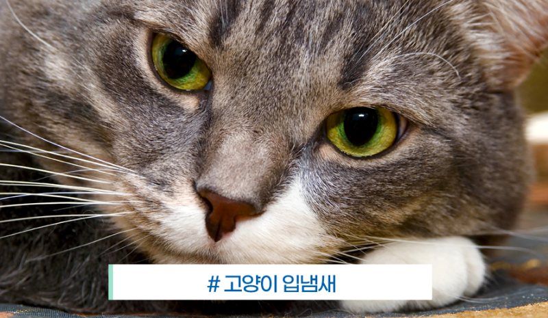 고양이 입냄새, 냄새의 종류가 원인을 말한다 ㅡ 고양이 입냄새 원인