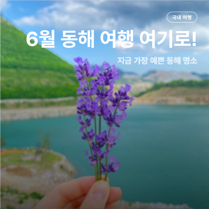 동해 무릉별유천지 라벤더 축제 2026, 6월 강원도 여행지 추천