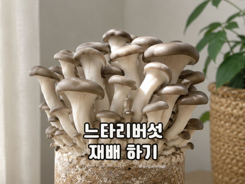 집에서 느타리버섯 키우기, 배지 키트로 쉽게 시작하는 방법