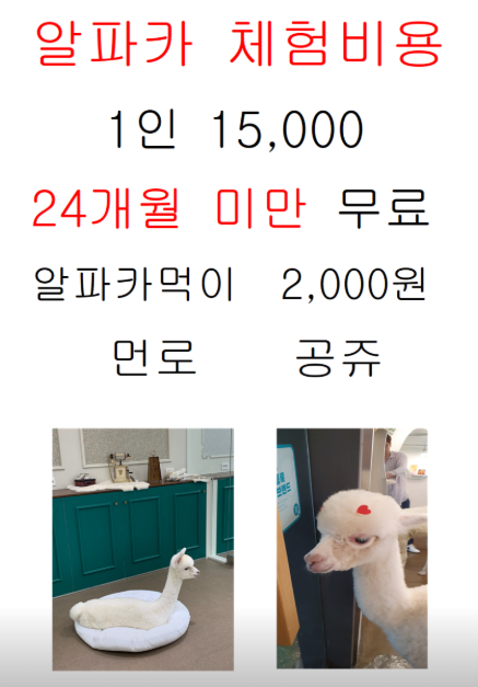 알파카랜드 사진 3