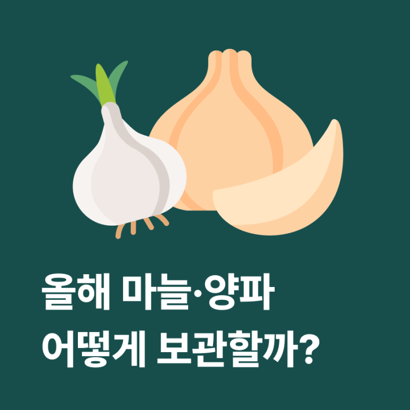 6월 마늘·양파 수확 시기와 1년 안 썩는 보관법 총정리