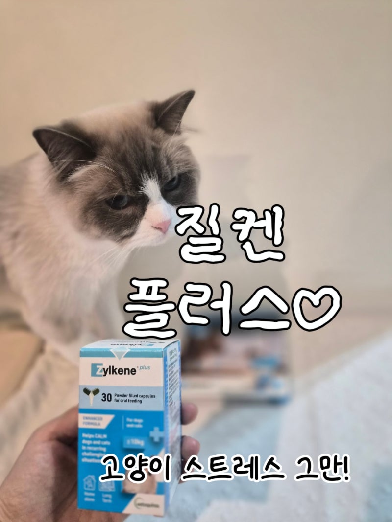 [리뷰] 강아지고양이스트레스케어영양제 천연유레성분 질켄플러스 두 집사 급여 솔직 후기(f....