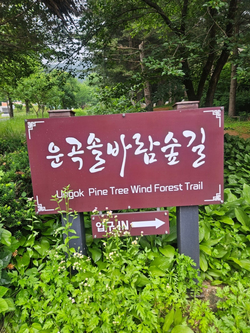 아이와 부모님 모두 만족한 맨발 힐링 로드 [원주 운곡솔바람숲길] 맨발 걷기 주차부터 코스....