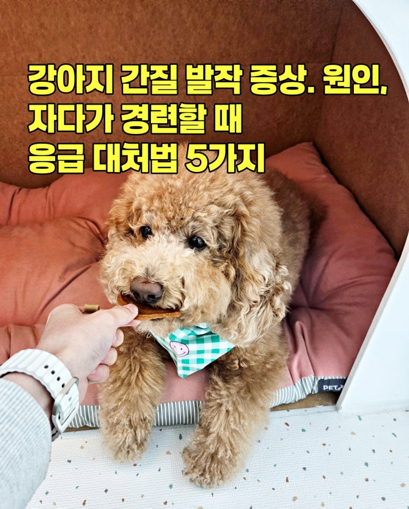 강아지 간질 발작 증상과 원인, 자다가 경련할 때 응급 대처법 5가지