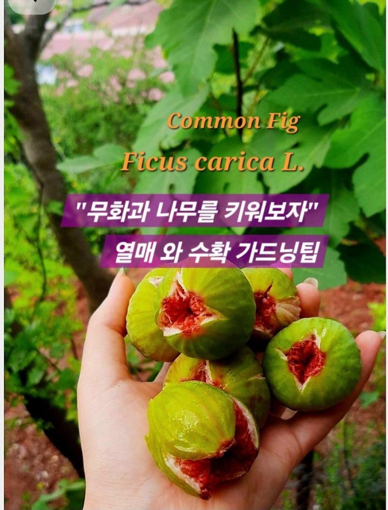무화과 나무를 키워보자