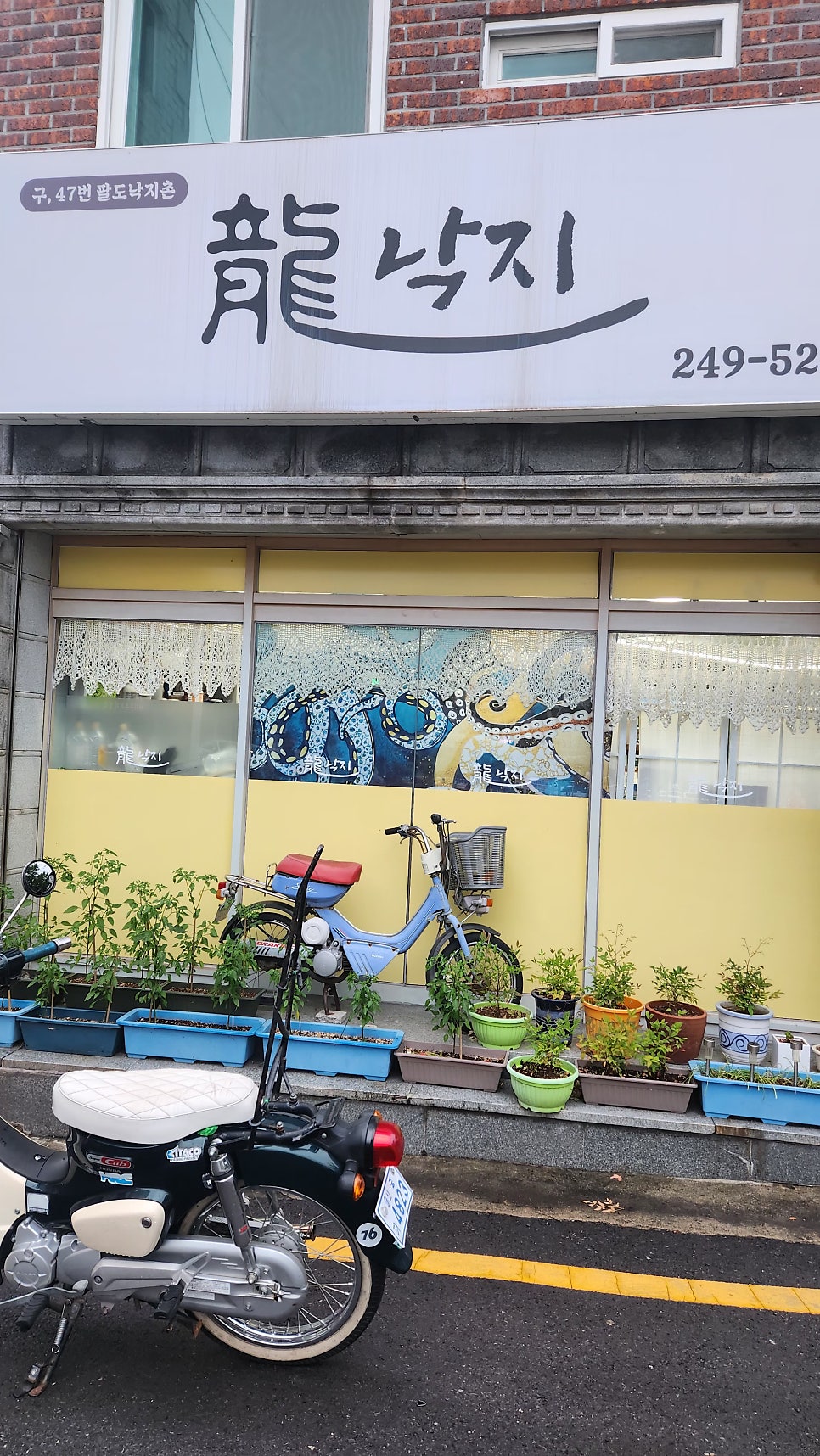 용낙지 사진 3