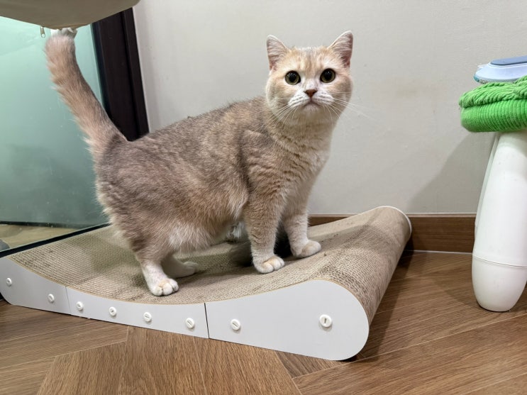  대형스크래쳐 네네린도 고양이 스크래쳐 사용 느낀점