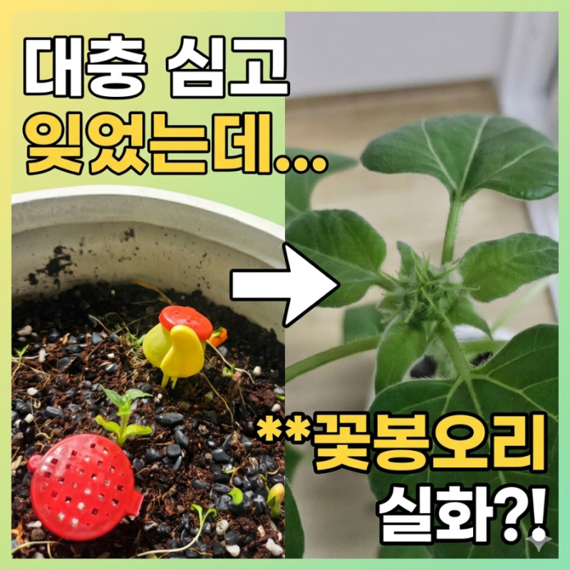 [다이소 해바라기 키우기] 포기할 때쯤 찾아온 새싹, 드디어 꽃봉오리가 폈어요! (방치형 식....