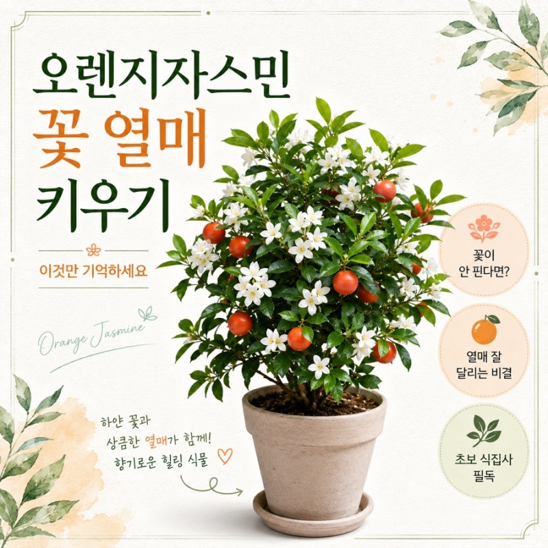 오렌지자스민 키우기 꽃피우고 열매 맺으려면 꼭 보세요!