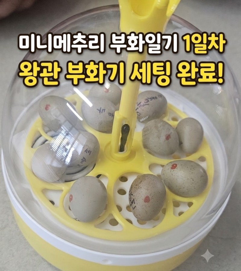 미니메추리 부화기 후기 1일차｜왕관 부화기 온도 38도 맞추기 (유정란 부화 시작)