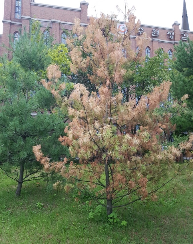 스트로브잣나무(Pinus strobus) 급사병, 고사