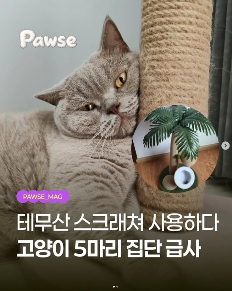 기부받은 스크래쳐..고양이 5마리 집단 급사 사건