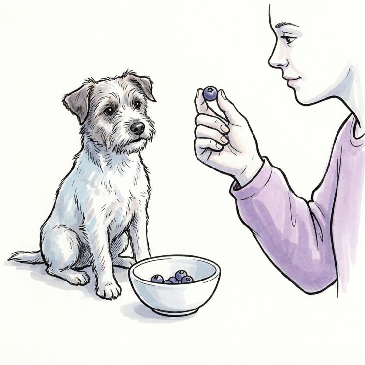  강아지 블루베리 많이 주면 설사할 수 있는 이유