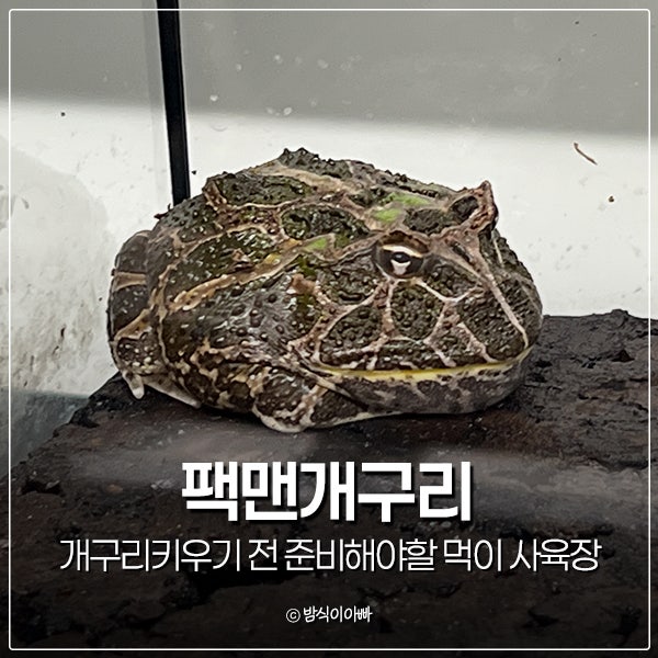 팩맨개구리, 개구리키우기 전 준비해야할 개구리먹이 사육장