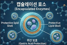 캡슐레이션 효소 효능 부작용 복용법, 장까지 살아가는 포집 효소 총정리