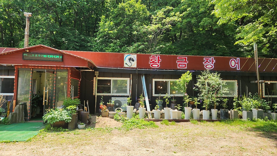 황금장어 사진 1