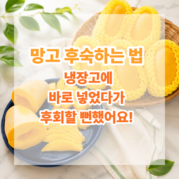  망고 후숙하는 법, 냉장고에 바로 넣었다가 후회할 뻔했어요