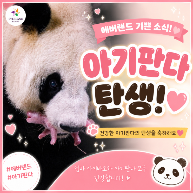  에버랜드 아이바오 넷째 아기 판다 탄생 최신 소식