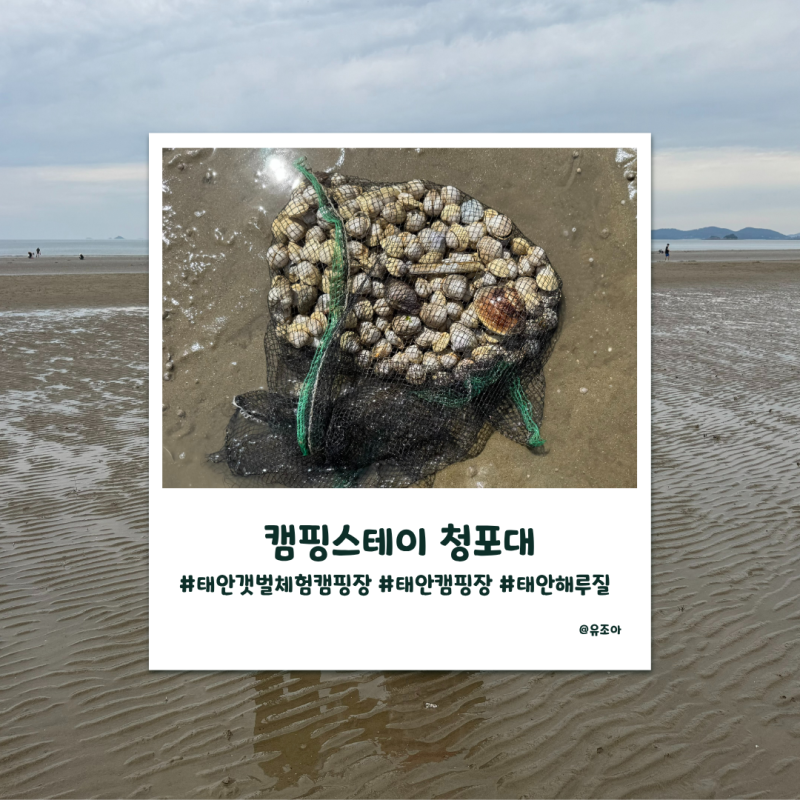 태안 갯벌체험 캠핑장 간조 시간 맞춰 해루질까지 즐긴 가족여행