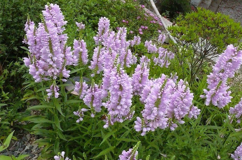 여귀산 사진 6