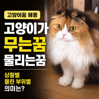 고양이꿈 해몽 고양이가 무는꿈 고양이한테 물리는꿈 상황별 물린 부위별 의미는?