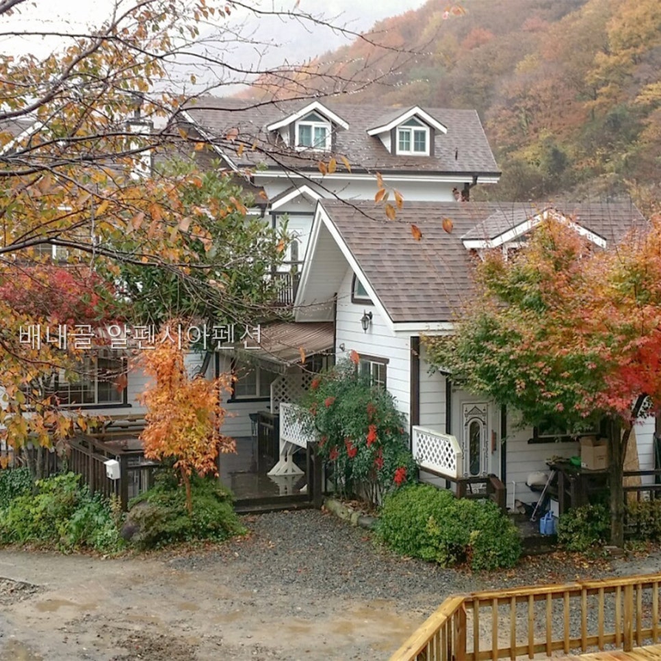 배내골알펜시아 사진 5