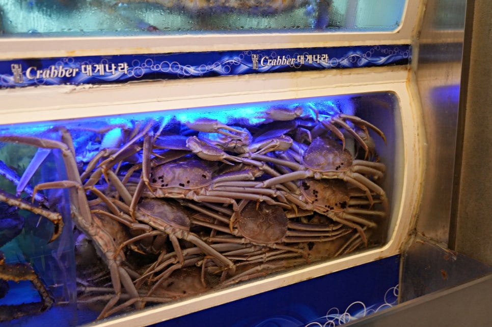 크래버대게나라 강남점 사진 5