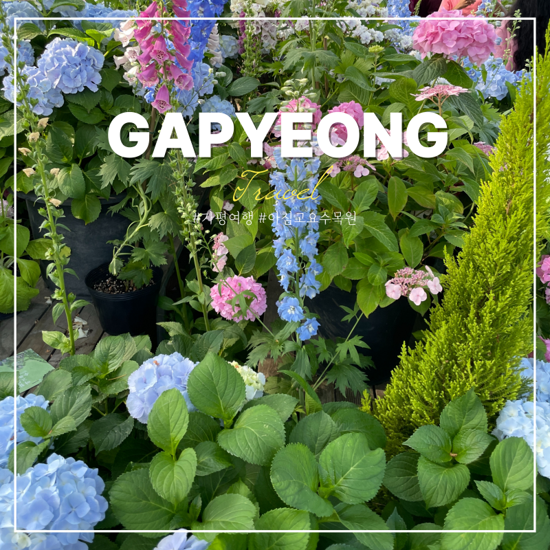 가평 아침고요수목원 수국축제 입장료 예매 애견동반 주차