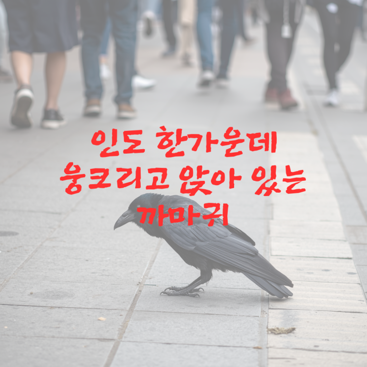  인도 한가운데 웅크리고 앉아 있는 까마귀