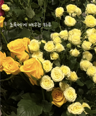 [화훼장식기능사 실기] 꽃 추천 편 (양재꽃시장, 곱슬버들 사용, 색 조합과 TIP까지!) - 파워 J....