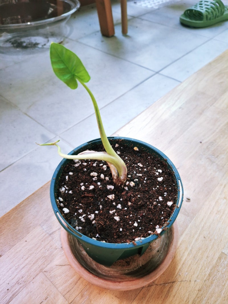 [식물기록] 죽은 식물도 다시보자! 매혹적인 검은 유혹, 콜로카시아 블랙매직 키우기