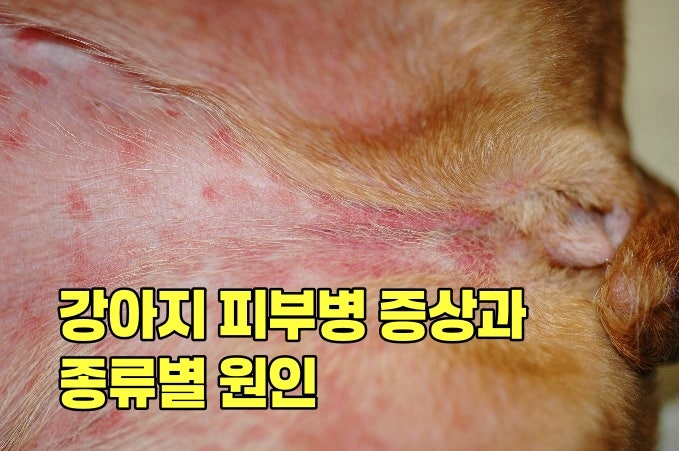우리 아이 몸에 생긴 붉은 반점? 강아지 피부병 증상과 종류별 원인