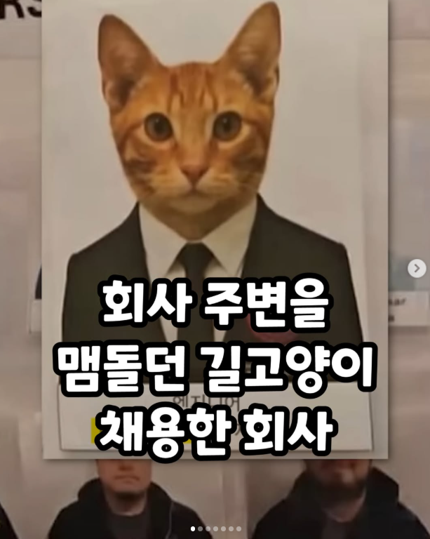 회사 주변을 맴돌던 길고양이 채용한 회사