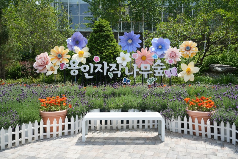 용인 가볼만한곳 용인자작나무숲 수국 및 다양한 꽃구경하며 산책하기 좋은곳