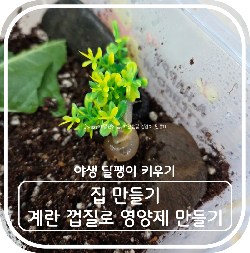 야생 달팽이 다이소로 집 만들기, 먹이, 계란껍질로 영양제 만드는 방법