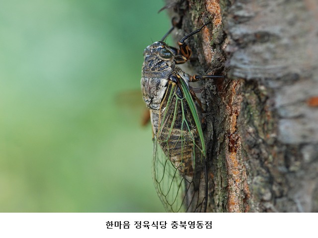 한마음정육식당 충북영동점 사진 2