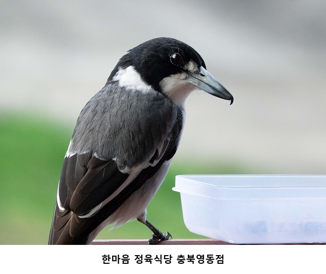 한마음정육식당 충북영동점 사진 1