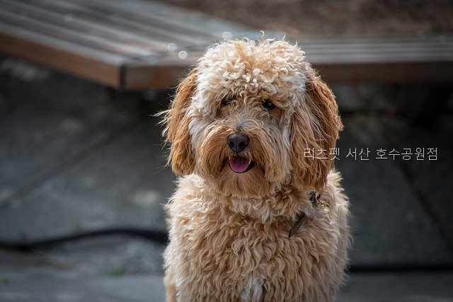 리츠펫 호수공원점 사진 3