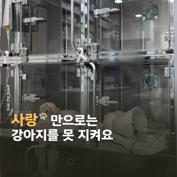 <b>개늑시</b> 히죽이 애니멀호더 뜻, 소유권 포기까지 간 이유