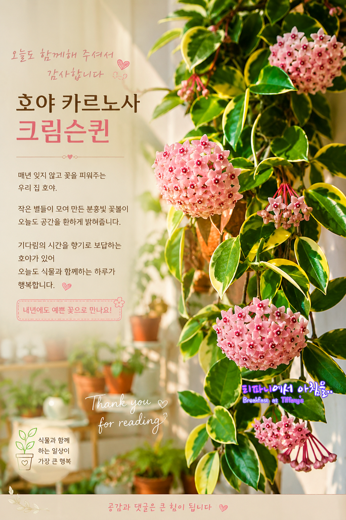 올해도 약속처럼 피어 준 호야꽃 카르노사 크림슨퀸 키우기 & 꽃피우기 꿀팁