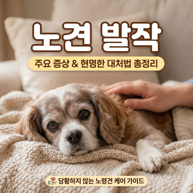 노견 발작 원인과 증상, 당황하지 않는 대처법과 발작 후 관리까지