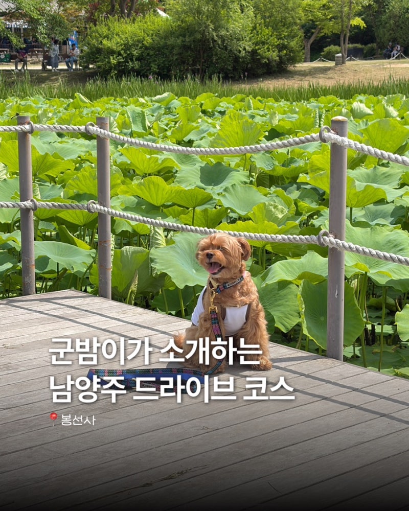[봉선사]남양주 애견동반 가볼만한곳 힐링 드라이브 코스 추천