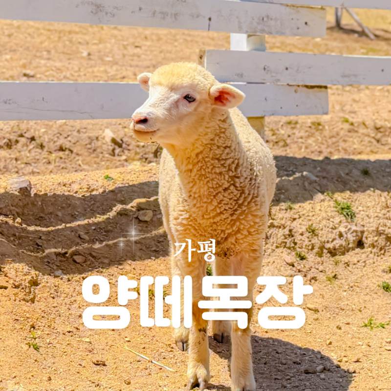 가평 아이와 가볼만한 곳! 사계절 썰매장과 유채꽃밭이 있는 가평 양떼목장