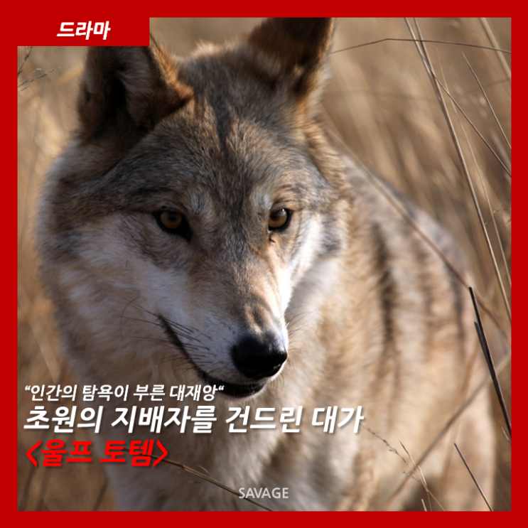  [드라마] "인간의 탐욕이 부른 대재앙" 초원의 지배자를 건드린 대가 <울프 토템>