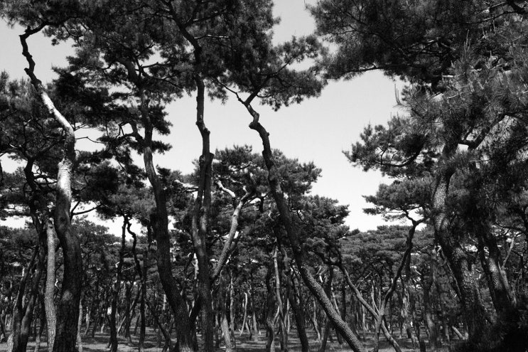  경주 황성공원 산책, 소나무 숲길 따라 조용히 걷기 좋은 도심 공원