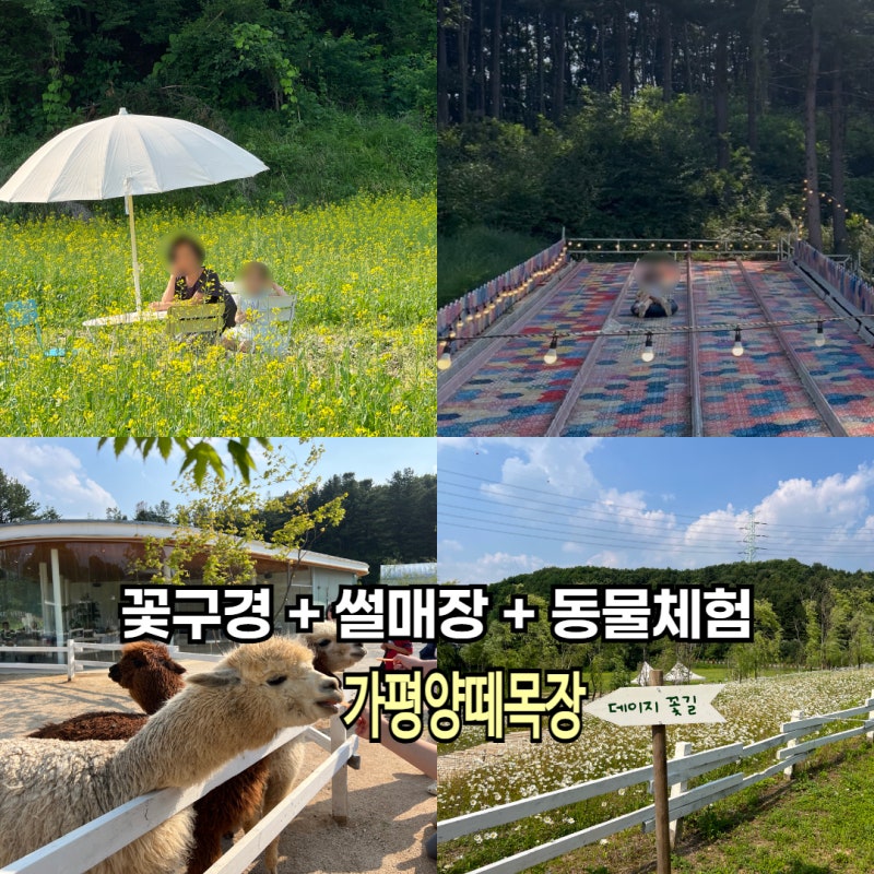 가평가볼만한곳 꽃구경에 썰매장까지 가평양떼목장 카페