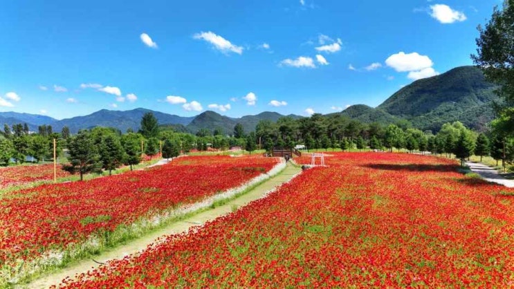   Colorful Garden 자라섬 꽃 페스타 2026 방문기