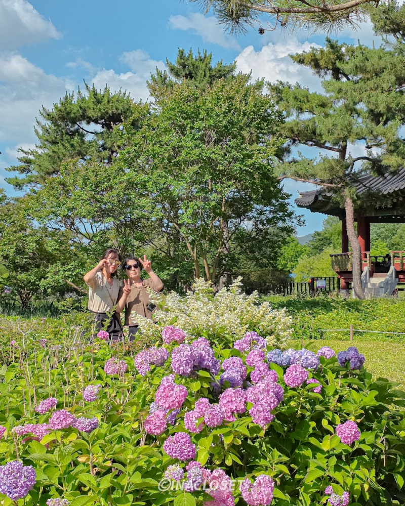 대전 한밭수목원 수국 꽃구경 엑스포시민광장 자전거와 대전 피크닉