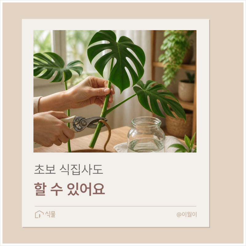 몬스테라 가지치기 방법, 자른 줄기로 수경재배까지